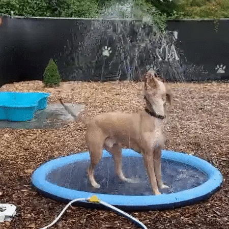 Waterlark - Pool with fountain for kids and pets